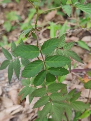 Rubus rosifolius