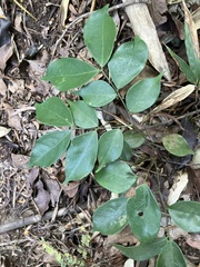 Archidendron lucidum