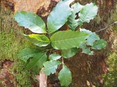 Alectryon subcinereus