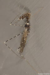 Stenolemoides arizonensis