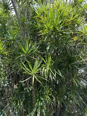 Dracaena angustifolia