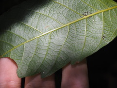 Alectryon subcinereus