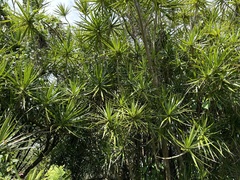 Dracaena angustifolia
