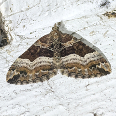 Chrysolarentia lucidulata