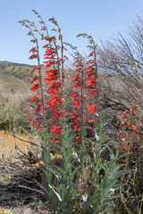 Penstemon centranthifolius