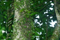 Liparis elliptica