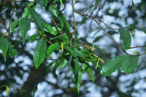 Antidesma japonicum iNat (3)