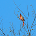 Cardinalis sinuatus peninsulae - Photo (c) Nigel Voaden, algunos derechos reservados (CC BY)