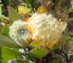 Leucospermum pluridens