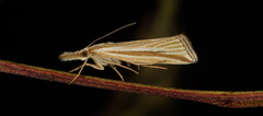 Hednota grammellus