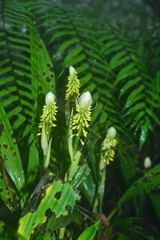 Calanthe lyroglossa