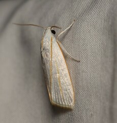 Cryptophasa flavolineata