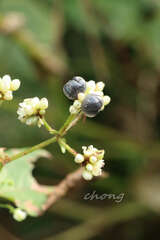 Persicaria chinensis