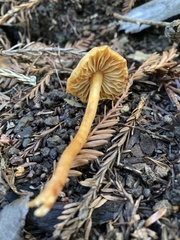 Rhodophana nitellina