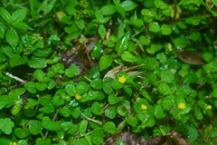 Lysimachia japonica