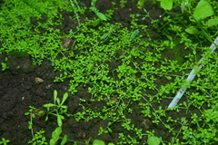 Callitriche peploides