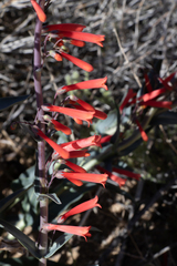 Penstemon centranthifolius