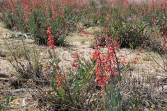Penstemon centranthifolius