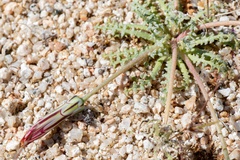 Anisocoma acaulis