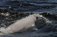 Delphinapterus leucas