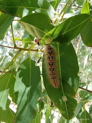 Trichiocercus sparshalli