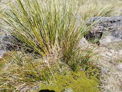 Marsippospermum gracile