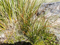 Marsippospermum gracile