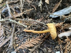 Rhodophana nitellina