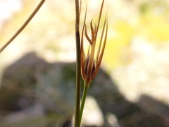 Marsippospermum gracile