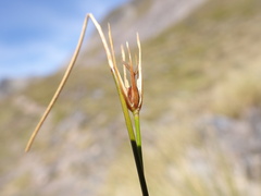 Marsippospermum gracile