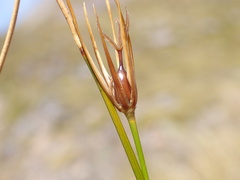 Marsippospermum gracile