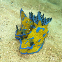 Tambja verconis
