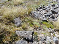 Marsippospermum gracile