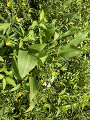 Sagittaria sanfordii