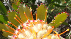 Leucospermum pluridens