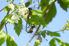 Gomphidae