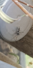 Nyssus