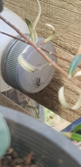 Nyssus