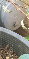 Nyssus