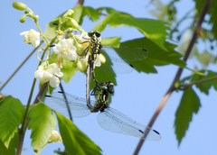 Gomphidae