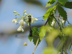 Gomphidae