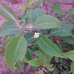 Lophostemon suaveolens