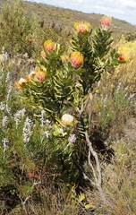 Leucospermum pluridens