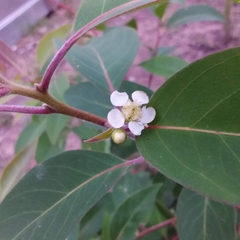 Lophostemon suaveolens