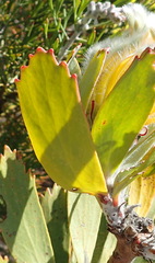 Leucospermum pluridens