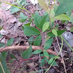 Lophostemon suaveolens