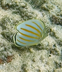 Chaetodon ornatissimus