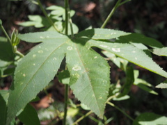 Hibiscus heterophyllus