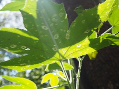 Hibiscus heterophyllus