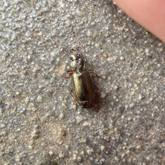 Anomotarus illawarrae